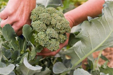 How To Harvest Broccoli The Right Way Above And Beyond Gardening