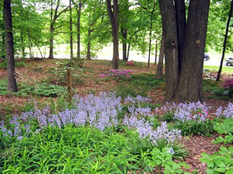 Shade Loving Flowering Plants For A Woodland Garden Dengarden