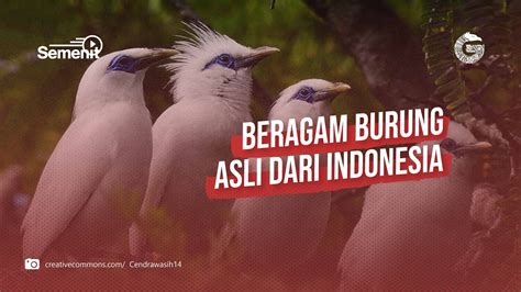 6 Ragam Jenis Burung Endemik Indonesia — Gnfi Youtube