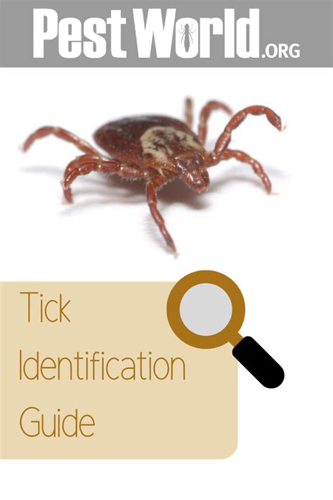 Tick Bites Can Be Dangerous If Left Untreated And It Is Best To Know
