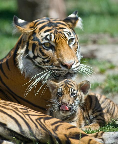 Baby Bengals Are Grrrreat Baby Animal Zoo