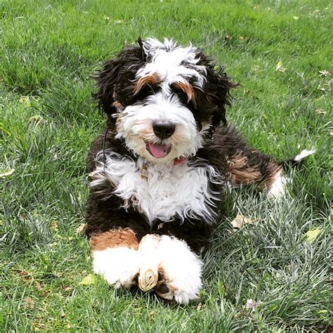 Leroy is a Mini Bernedoodle Puppy from Hackman's Miniature