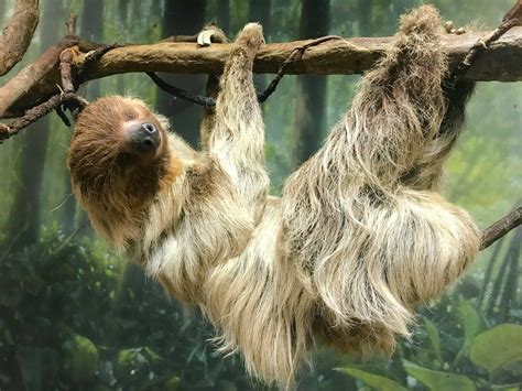 Longtime Buffalo Zoo Resident Ethel The Sloth Dies After Doubling Life