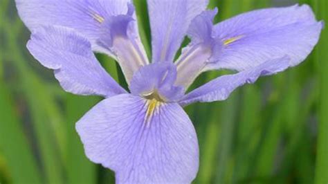 How To Grow And Care For Siberian Iris Rayagarden