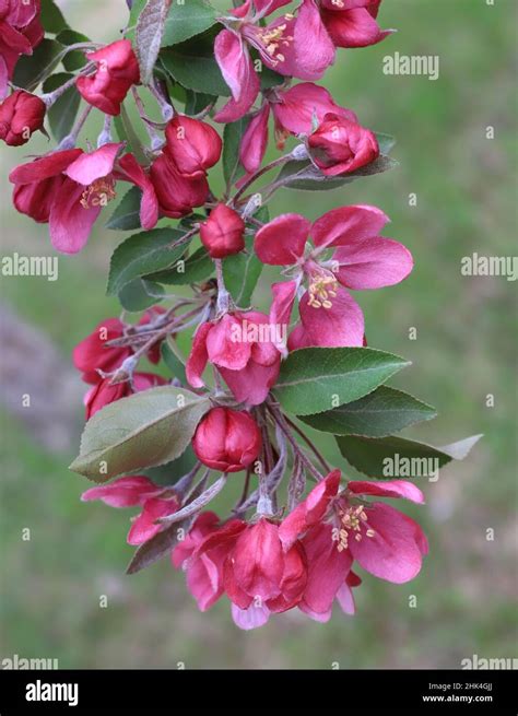 Pretty Pink Crabapple Blossoms On A Branch Of A Crabapple Tree Stock