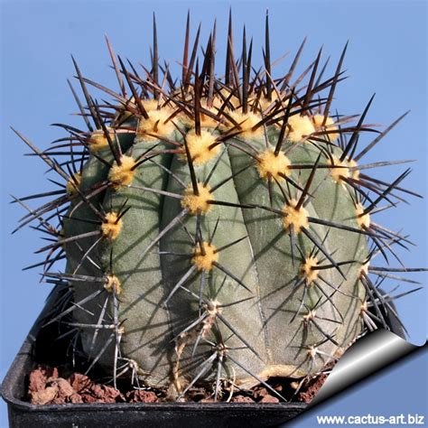 Cactus needle item id# 952 (cactus_needle). Copiapoa lembckei