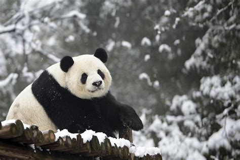 Chinas Wild Panda Population Up Nearly 17 Per Cent The Straits Times