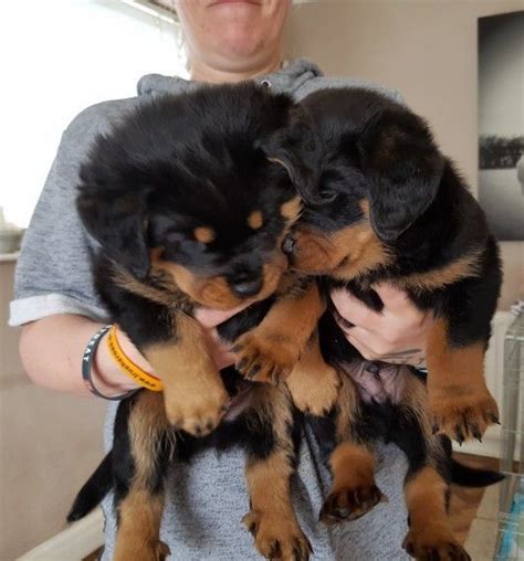 The coat is shiny and primarily black in color with mahogany or rust markings. Rottweiler Puppies For Sale | Broad Brook, CT #207167