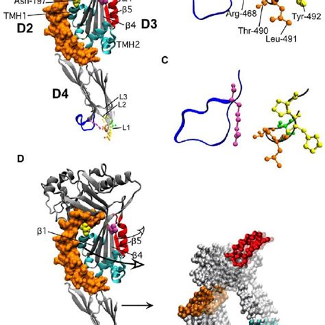 Binding And Oligomerization Of Pfo And Pfo R468a A Binding Of Pfo B