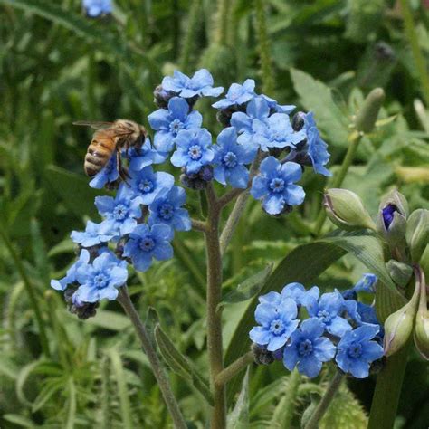 Orientalis, having a thick flower. Chinese Forget Me Not Seeds - Cynoglossum Amabile Flower Seed