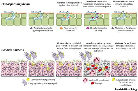 Emergence And Evolution Of Virulence In Human Pathogenic Fungi Trends