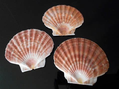Set Of 6 Large Irish Flat Scallop Shells Seashells 5 Etsy