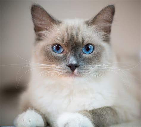 The Cutest Cat Breeds 14 Cats Youll Definitely Want To Snuggle