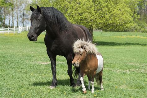 The 12 Differences Between Horses And Ponies What You Should Know