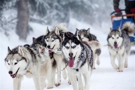 See more of nordic aventures chiens de traineaux on facebook. 5 courses de traineaux à chiens à voir au Québec