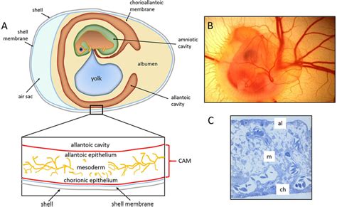 The Chick Embryo And Its Chorioallantoic Membrane A Schematic Download Scientific Diagram