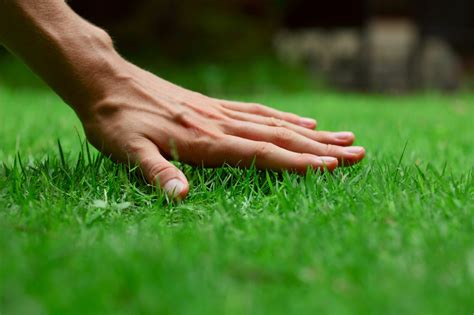 5 Organic Lawn Care Tips For The Greenest Grass In Town Az Big Media