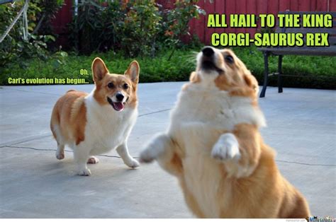 31 Funniest Corgi Jokes Puns Memes And More