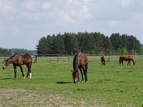 Free Images Grass Field Farm Meadow Prairie Wildlife Herd