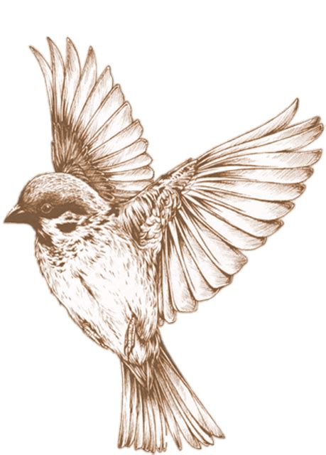Free Image On Pixabay Bird Transparent Element Animal Cardinal