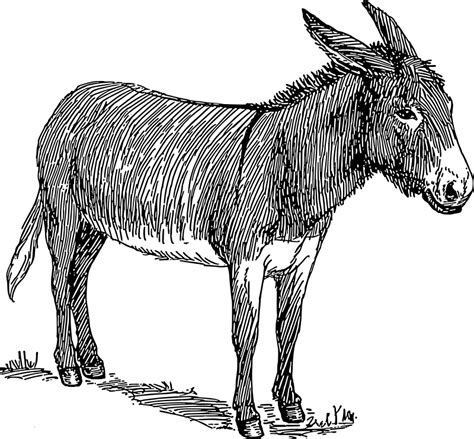 Donkey (100025) Free SVG Download / 4 Vector