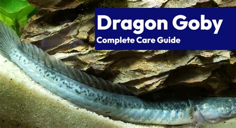 Dragon Goby Violet Goby Complete Care Guide Learn The Aquarium