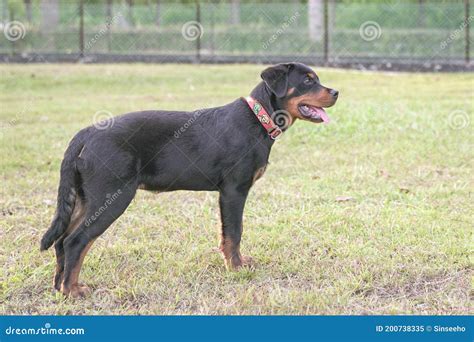 Handsome Rottweiler Dog Side View Stock Image Image Of View Gentle