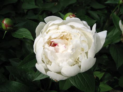 Provide shelter from strong winds, as peonies' large blooms can make them top heavy. Beautiful white peony wallpapers and images - wallpapers ...