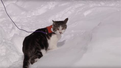 A wide range of additional services may also be offered by the setter rescue. Introducing CARCA - The Canadian Avalanche Rescue Cat ...
