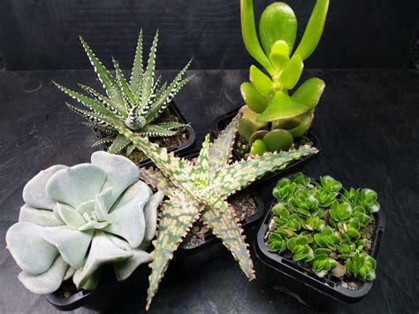 Succulent Variety Pack — The Insectory