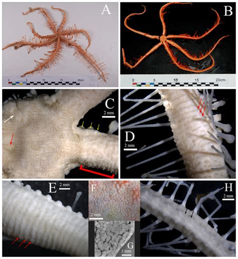 A New Sponge Associated Starfish Astrolirus Patricki Sp Nov