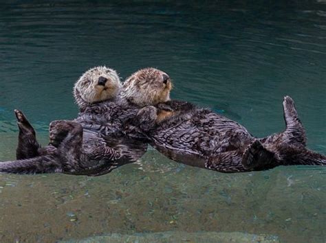 Sea Otters Sleeping Otters Holding Hands Sea Otter Otters