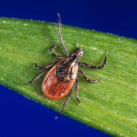 Blacklegged Tick Purenature Pest Control
