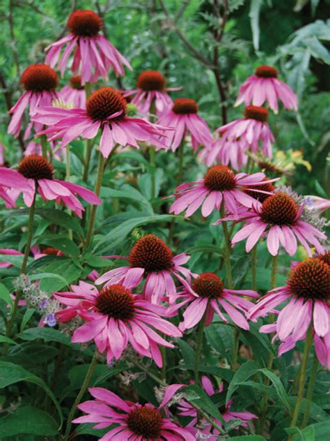 From wikimedia commons, the free media repository. Echinacea purpurea (Eastern Purple Coneflower) | World of ...