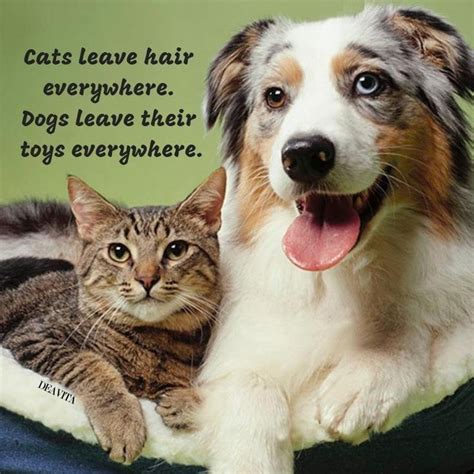 Cats And Dogs Sayings Funny Quotes With Photos Cats Dogs Funny Pets