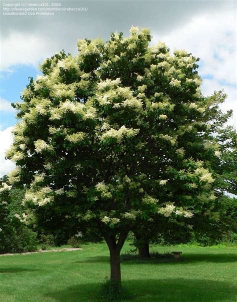 Plantfiles Pictures Japanese Tree Lilac Summer Snow Syringa Reticulata By Rebecca101