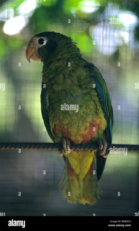 Hispaniolan Parrot Amazona Ventralis In Cage Bayahibe Dominican