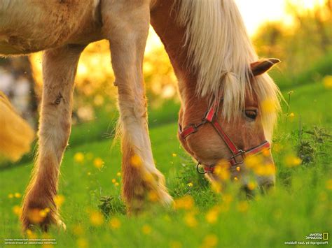 Horse Animals Depth Of Field National Geographic Wallpapers Hd