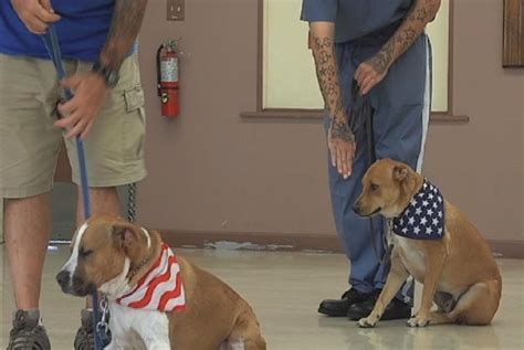 Wounded Times Florida Inmates Train Shelter Dogs For Veterans With Ptsd