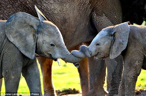 Baby Elephants Get Themselves In A Tangle During A Play Fight In South