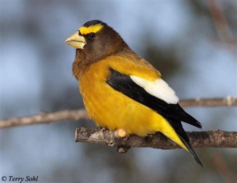 Evening grosbeaks are sporadically present in missouri — flocks sometimes wander here from the north during winter. Evening Grosbeak - South Dakota Birds and Birding
