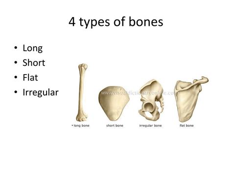 The anatomy of the femur can be divided into proximal, central, distal, and posterior parts. Skeletal System - What's on the Inside