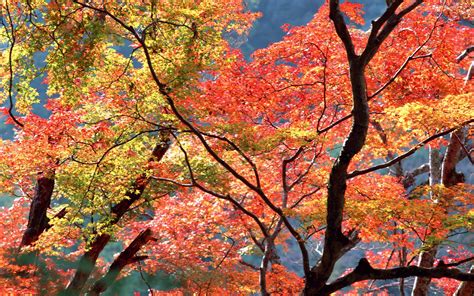 40 Autumn Trees Wallpapers Most Beautiful Places In The