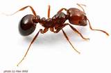 Pictures of Southern Fire Ants