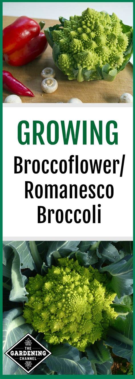 Want To Try Planting Something Other Than Broccoli Try