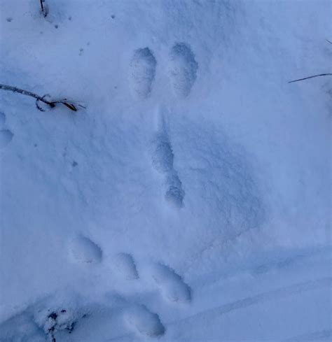 Snowshoe Hare Tracks Alaska Zoochat