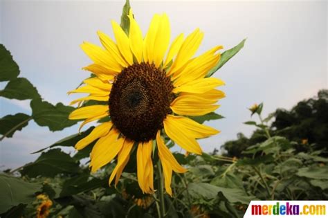 Kebun bunga matahari sekarang ada di indonesia, tepatnya di daerah kediri, jawa timur. Foto : Menengok indahnya kebun bunga matahari di Kediri ...