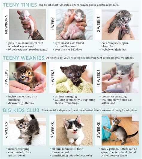 Public Safety Animal Care Determining A Kittens Age