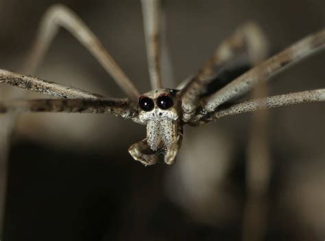Ogre Faced Net Casting Spider Ausemade