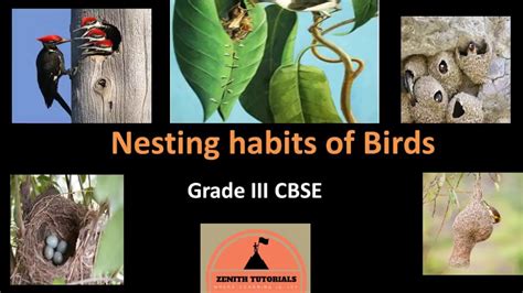Nesting Habits Of Birds Youtube